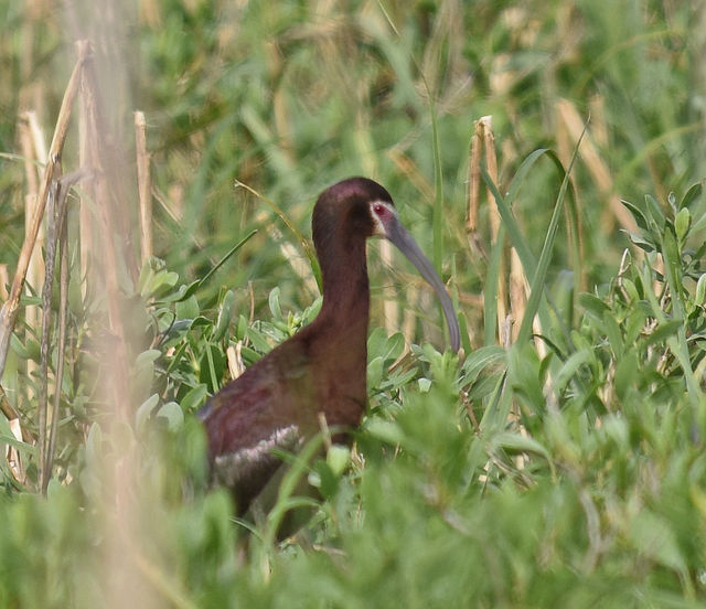 White-faced Ibis