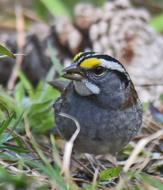 White-throated Sparrow