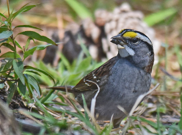 White-throated Sparrow