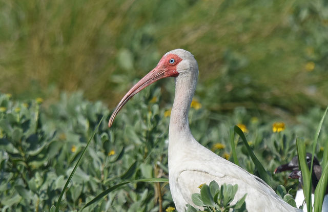 White Ibis