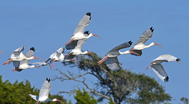 White Ibis