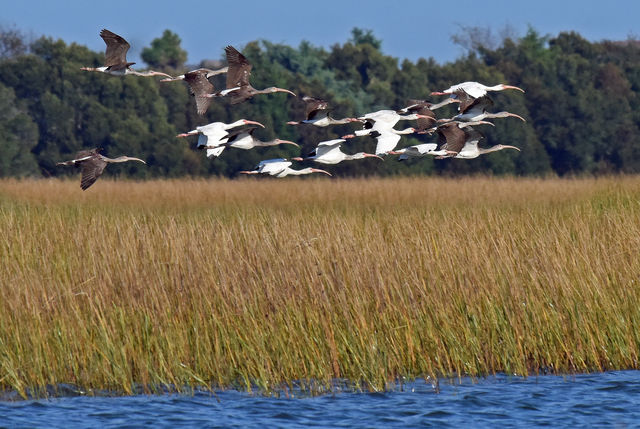 White Ibis