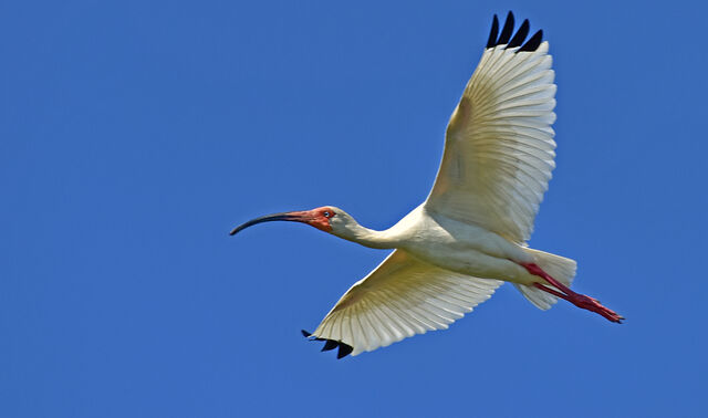 White Ibis