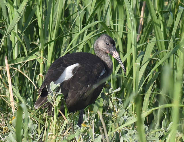 White Ibis