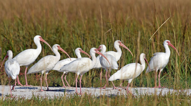 White Ibis