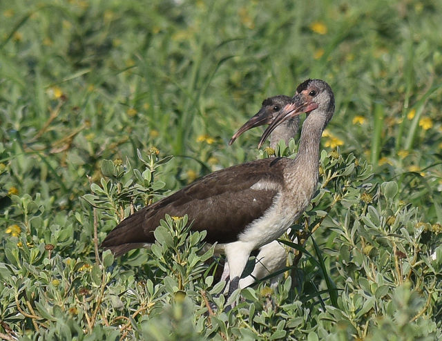 White Ibis