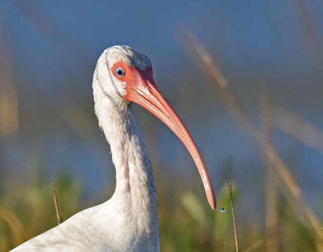carolina bird club photo gallery carolina bird club photo gallery