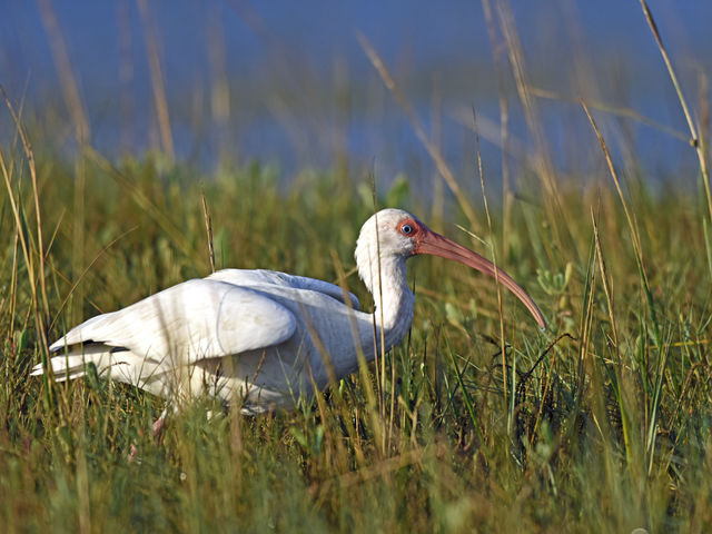 White Ibis