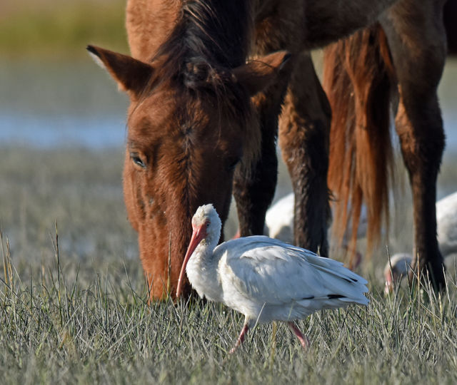 White Ibis