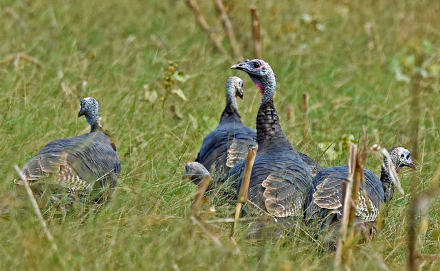 Wild Turkey