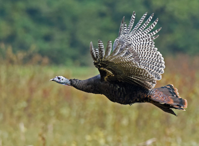 Wild Turkey