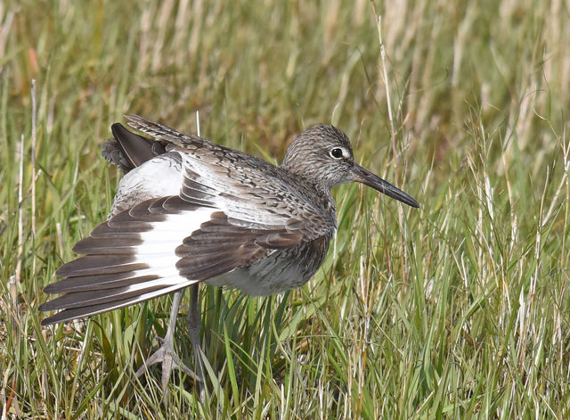 Willet