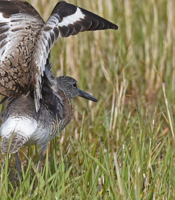 Willet