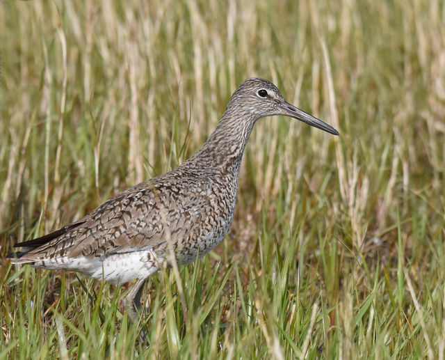 Willet