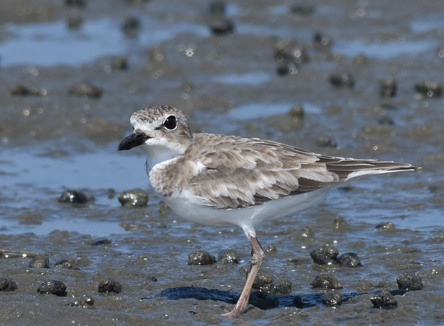 Wilson's Plover
