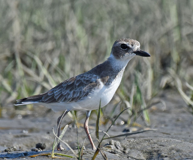 Wilson's Plover