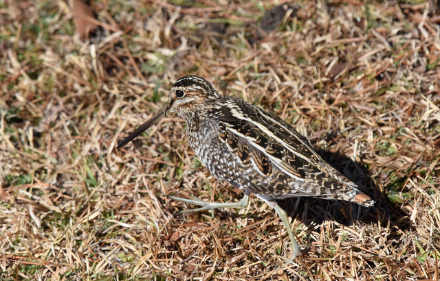 Wilson's Snipe