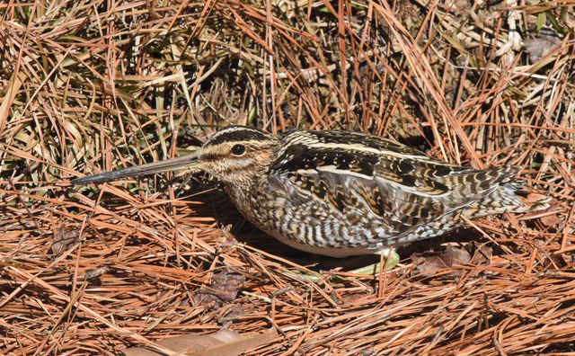 Wilson's Snipe
