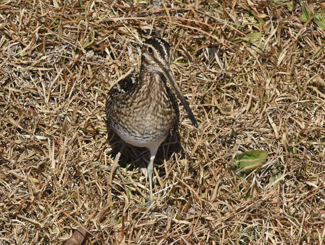 Wilson's Snipe