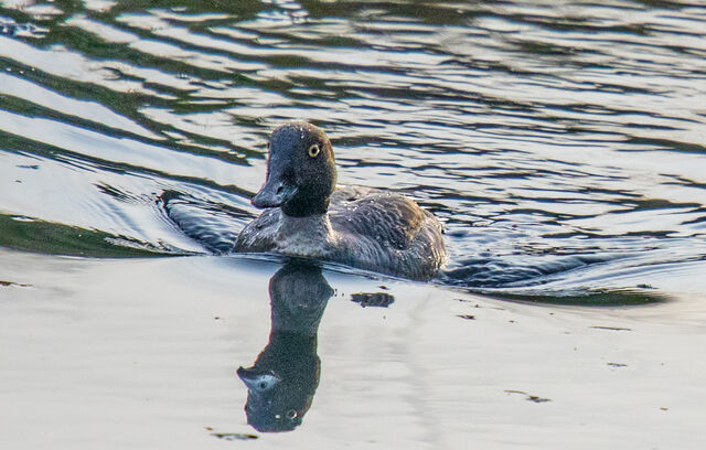 Common Goldeneye
