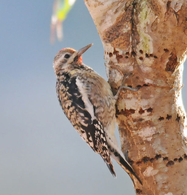 Yellow-bellied Sapsucker