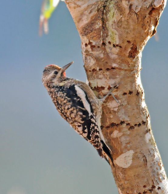 Yellow-bellied Sapsucker