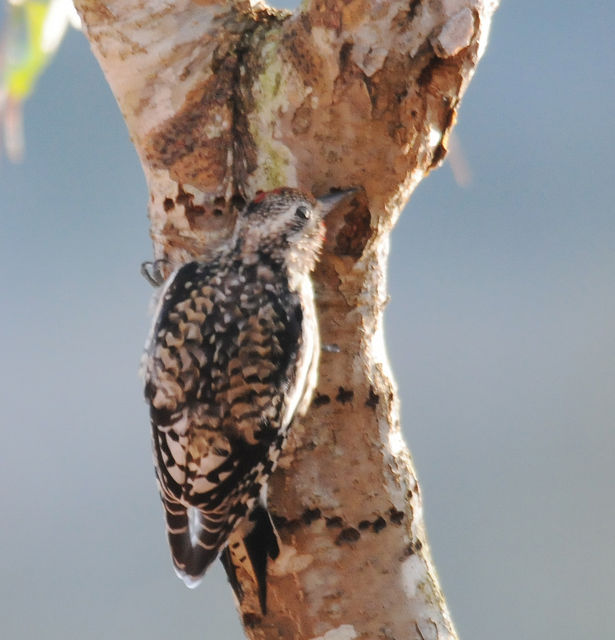 Yellow-bellied Sapsucker