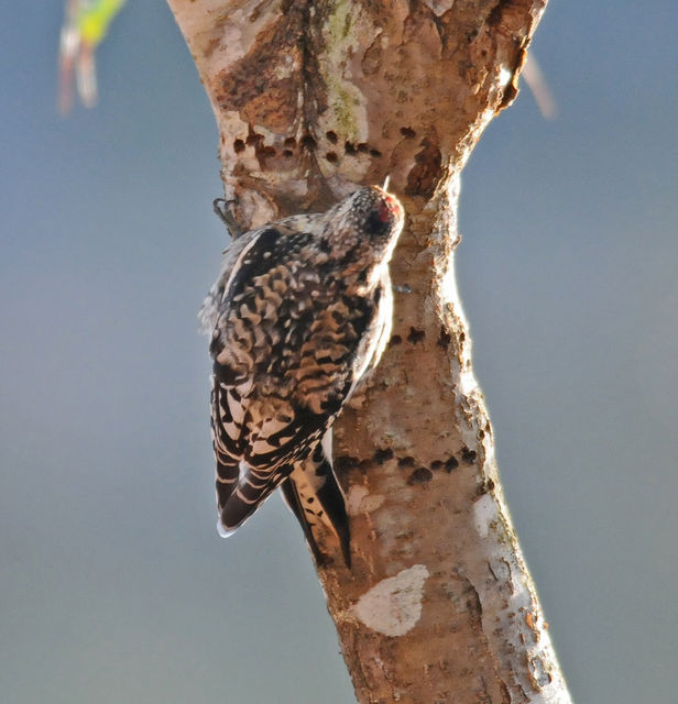 Yellow-bellied Sapsucker