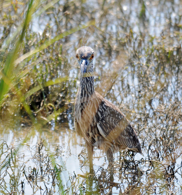 Yellow-crowned Night-Heron