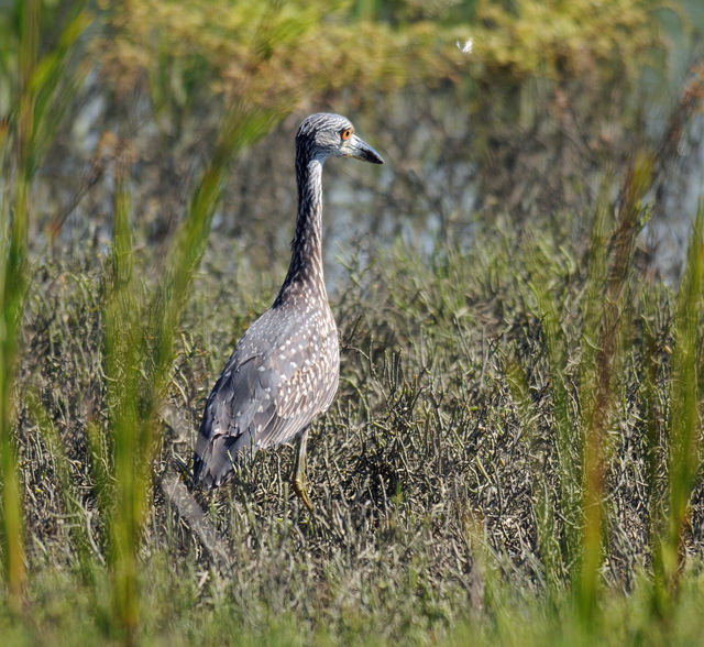 Yellow-crowned Night-Heron