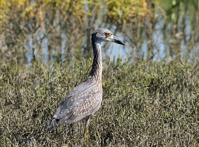 Yellow-crowned Night-Heron