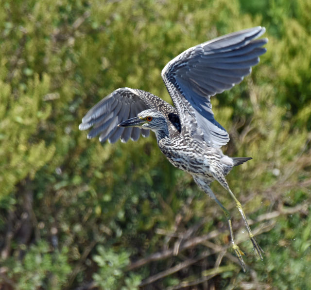 Yellow-crowned Night-Heron