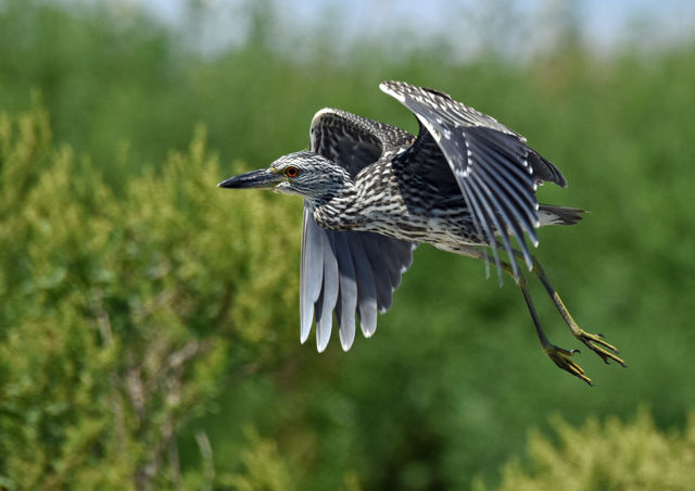Yellow-crowned Night-Heron