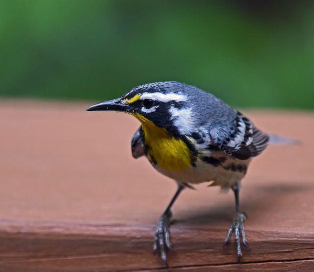 Yellow-throated Warbler