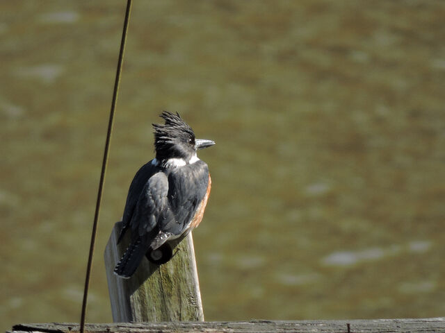 Belted Kingfisher