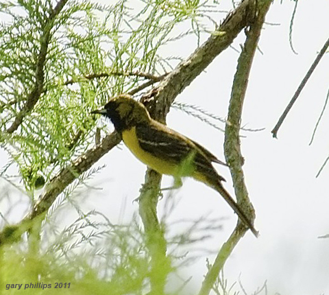 Orchard Oriole