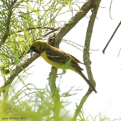 Orchard Oriole
