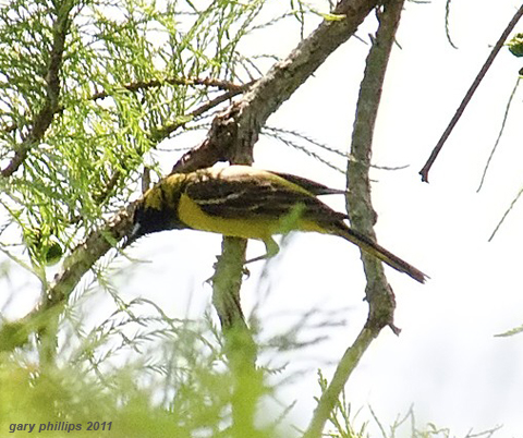 Orchard Oriole