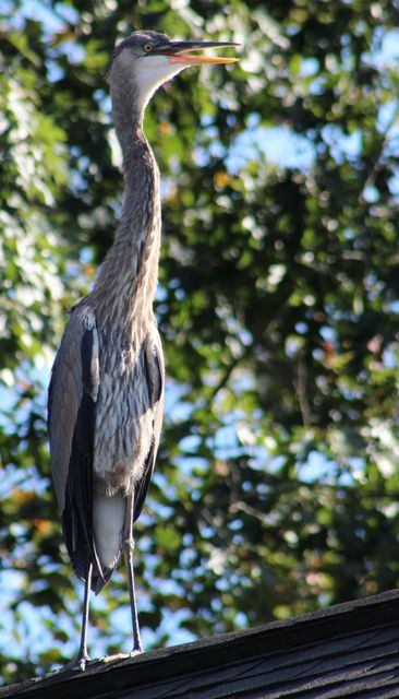 Great Blue Heron