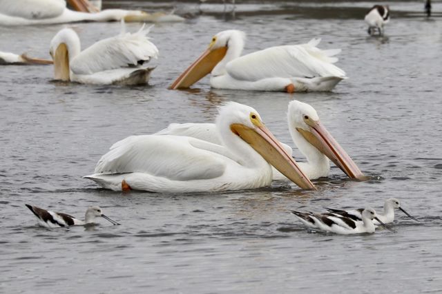American White Pelican