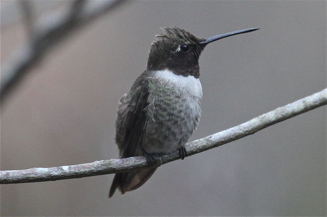 Black-chinned Hummingbird