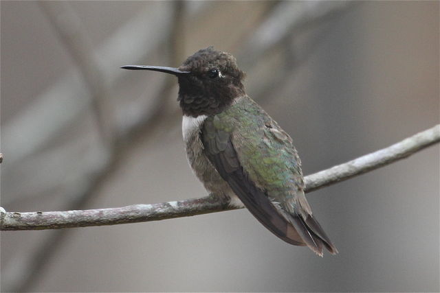 Black-chinned Hummingbird