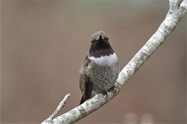 Black-chinned Hummingbird