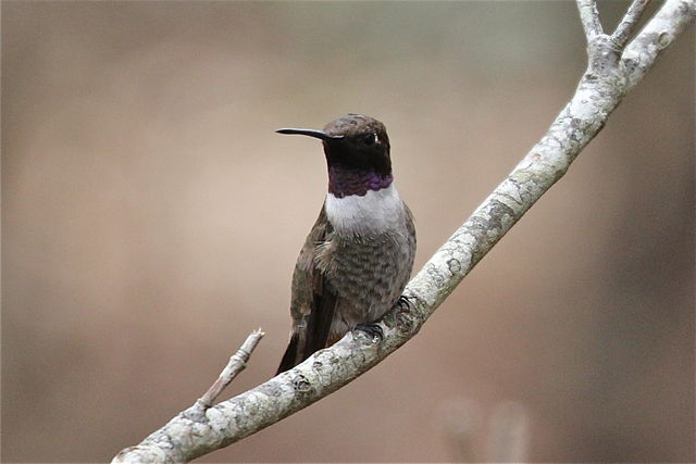 Black-chinned Hummingbird