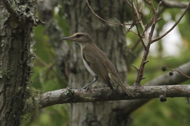 Black-whiskered Vireo