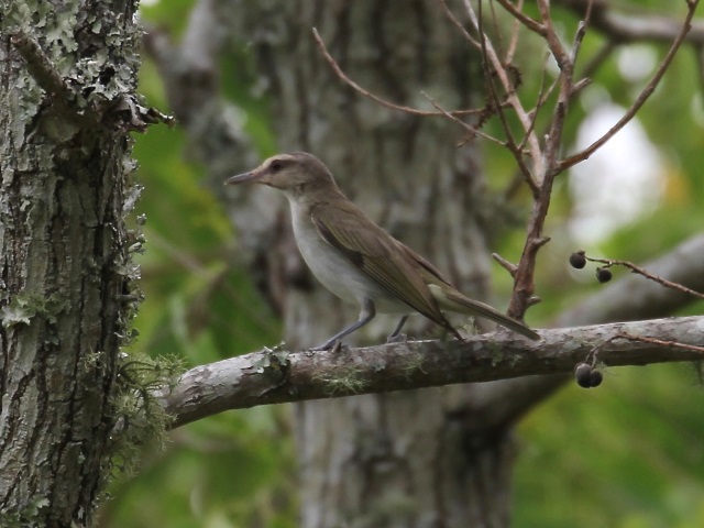 Black-whiskered Vireo