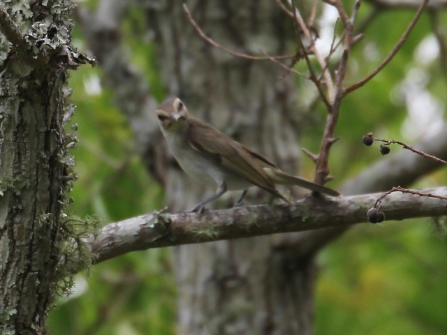 Black-whiskered Vireo