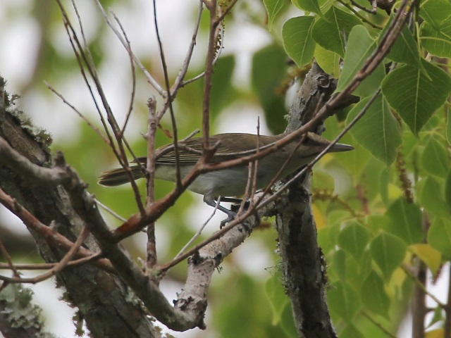 Black-whiskered Vireo