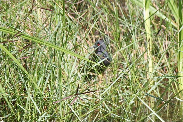 Black Rail