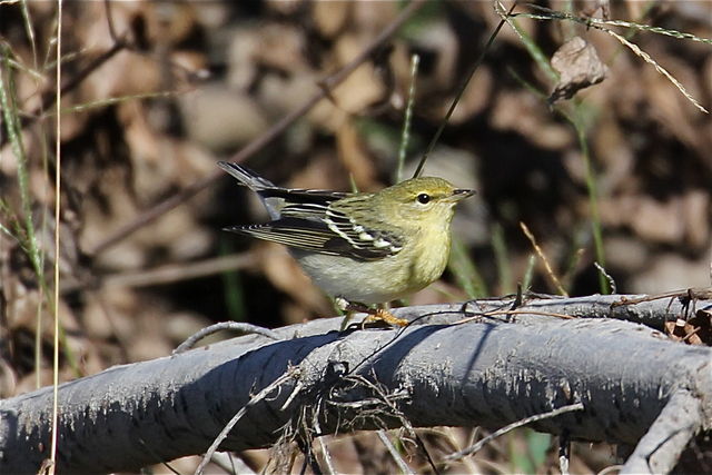 Blackpoll Warbler